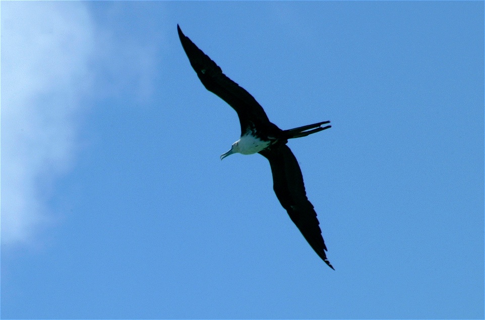 (44) Dscf1025 (magnificent frigatebird).jpg   (962x636)   163 Kb                                    Click to display next picture